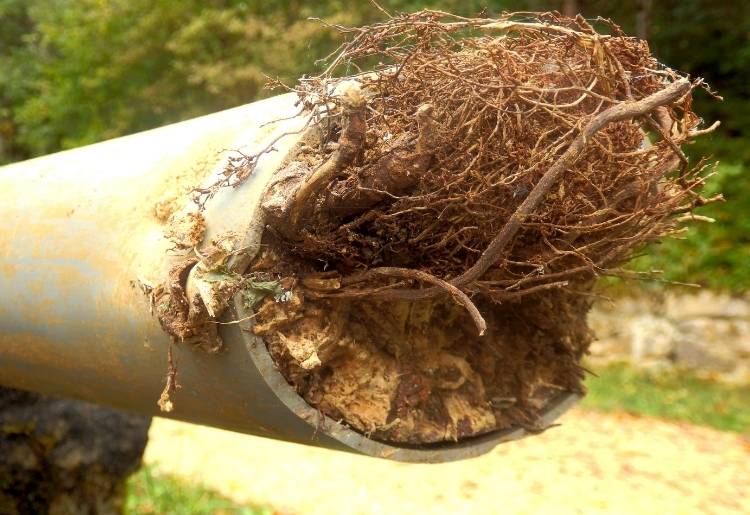 A drainage pipe full of tree roots